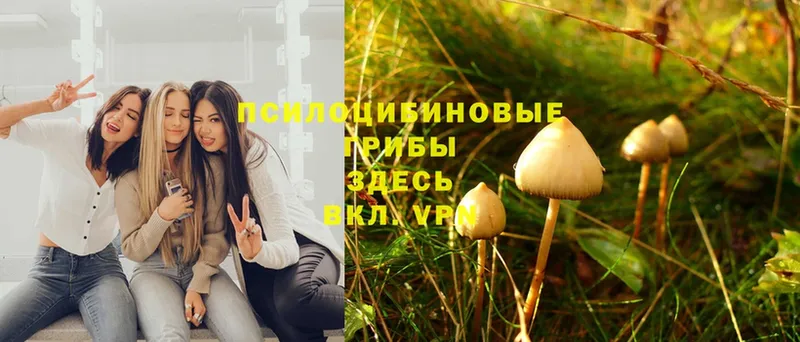 Псилоцибиновые грибы Psilocybe  Ленинск 